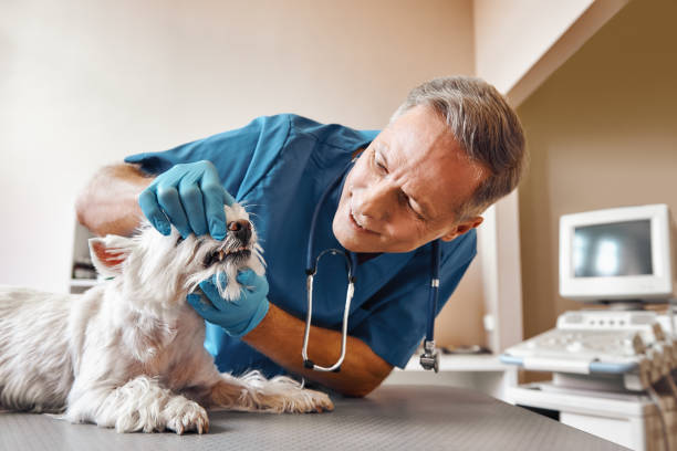 Best 24-Hour Emergency Dentist in Greenwood, SC